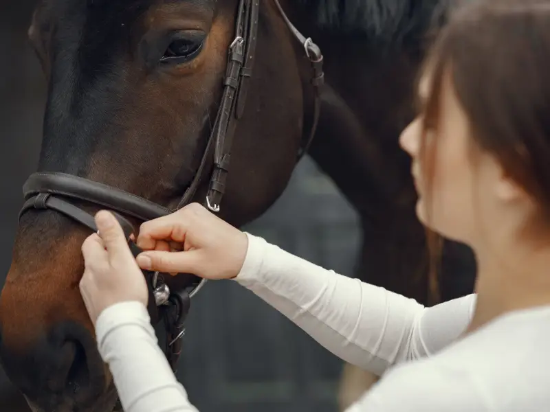 Equinoterapia madrid equipos caballo team building