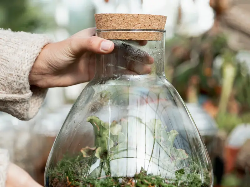 Terrario plantharium huerto urbano equipo team building madrid fabricar