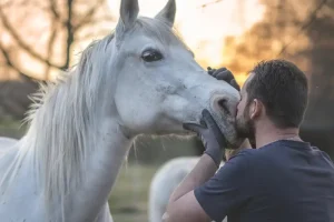 Equinoterapia madrid caballos equipo team building liderazgo animales (1)