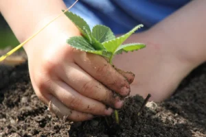 Huerto Urbano Madrid Team Building Empresa madrid smart